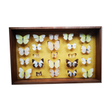 Vitrine cadre d'entomologie Papillon