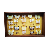 Vitrine cadre d'entomologie Papillon