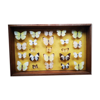 Vitrine cadre d'entomologie Papillon