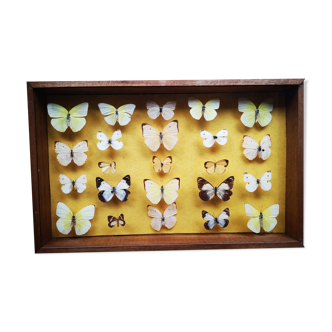 Butterfly entomology frame showcase