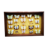 Butterfly entomology frame showcase