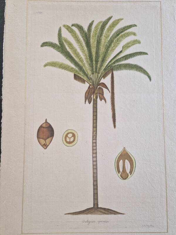 La Roche Laffitte (Born in 1943) - Watercolour drawing on silk - Palm tree