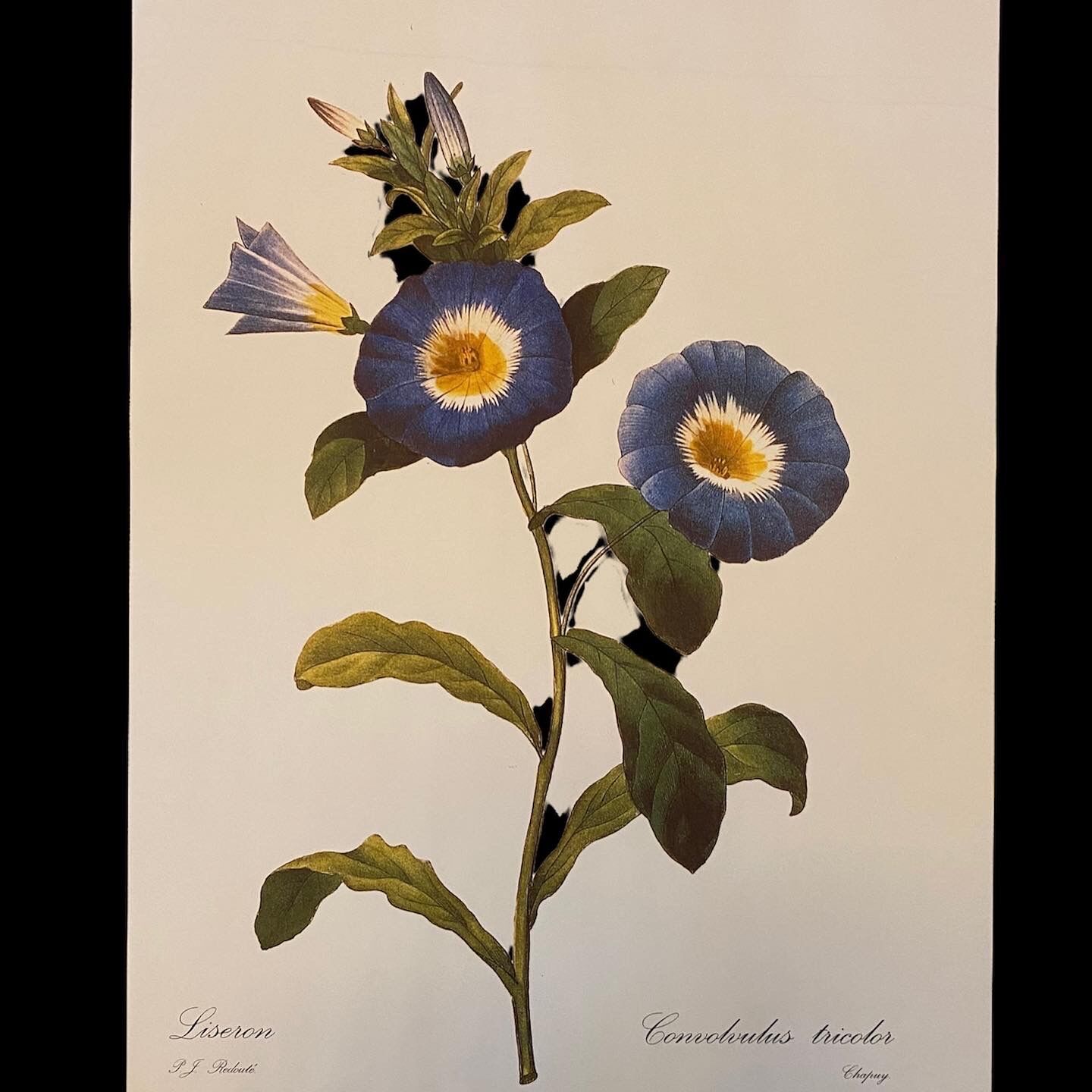 Affiche illustration Pierre Joseph Redouté