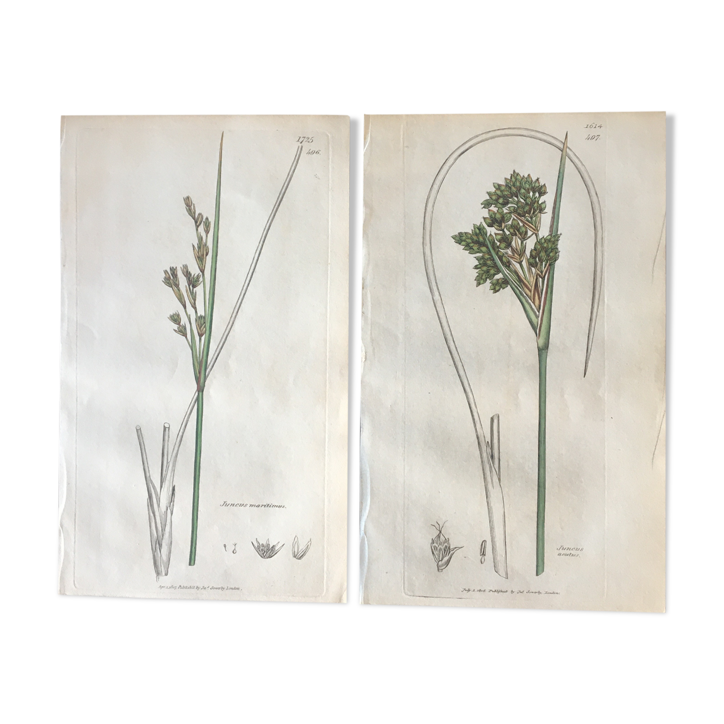 Duo de planches botaniques anglaises , édition 1809
