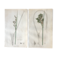 Duo de planches botaniques anglaises , édition 1809