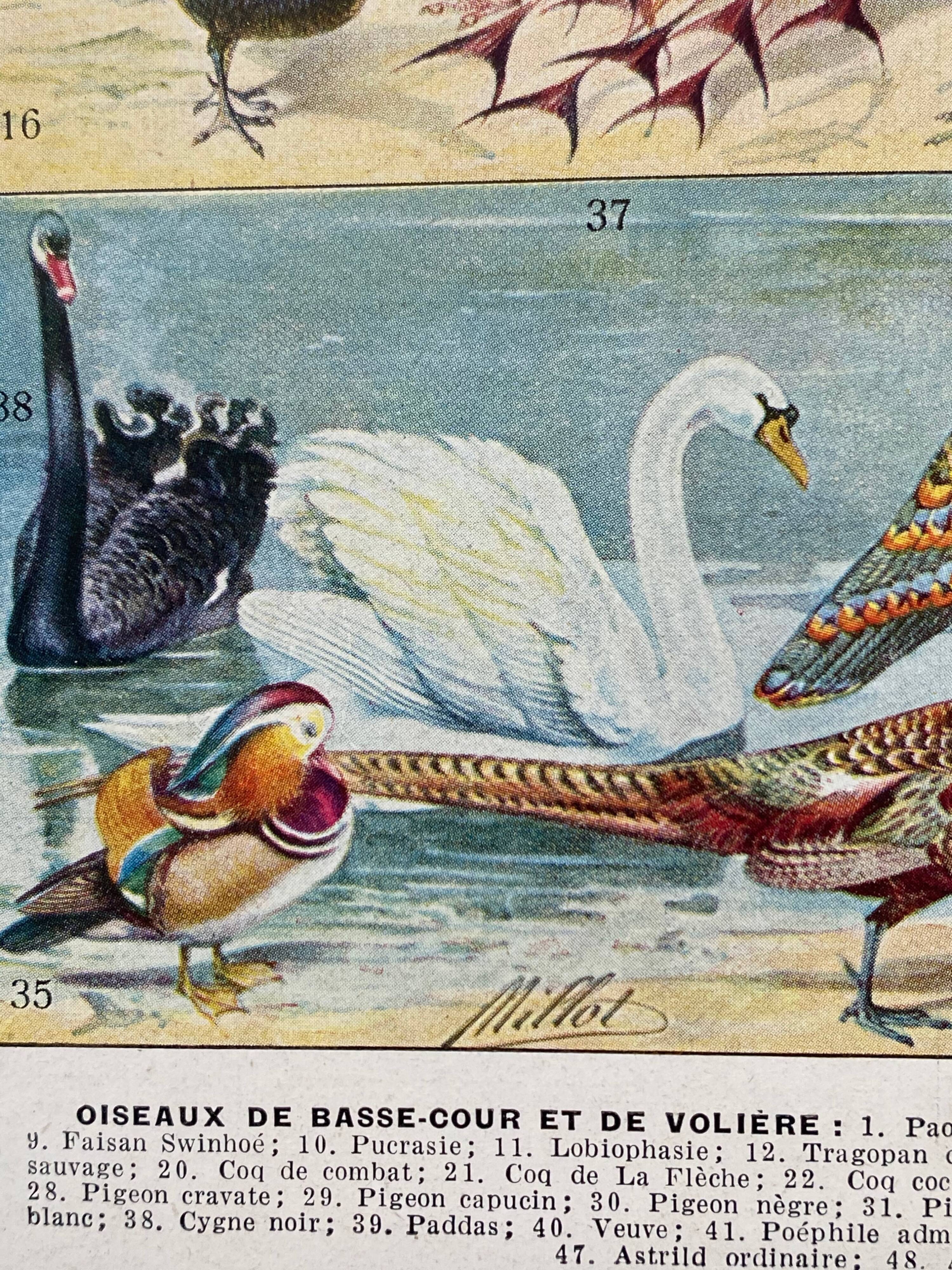 Illustration ancienne Millot "oiseaux"