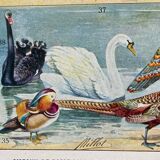 Illustration ancienne Millot "oiseaux"