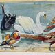 Illustration ancienne Millot "oiseaux"