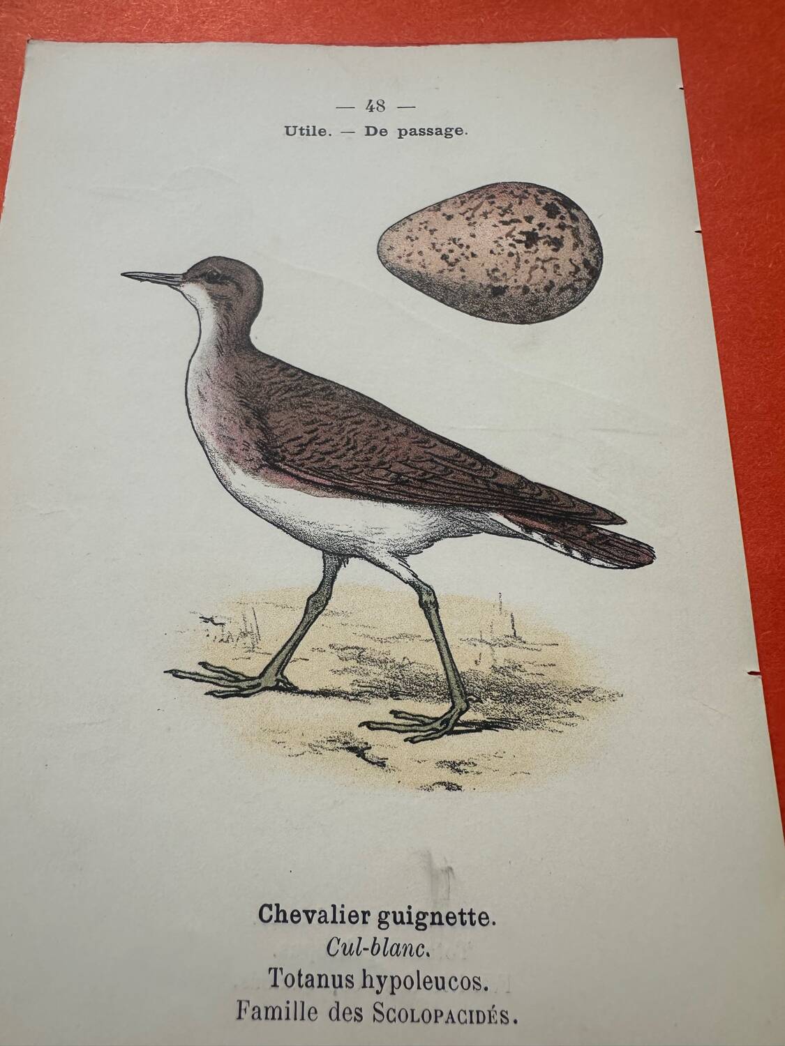 Botanical engraving birds double sided naturalist board