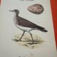 Gravure botanique oiseaux double face planche naturaliste