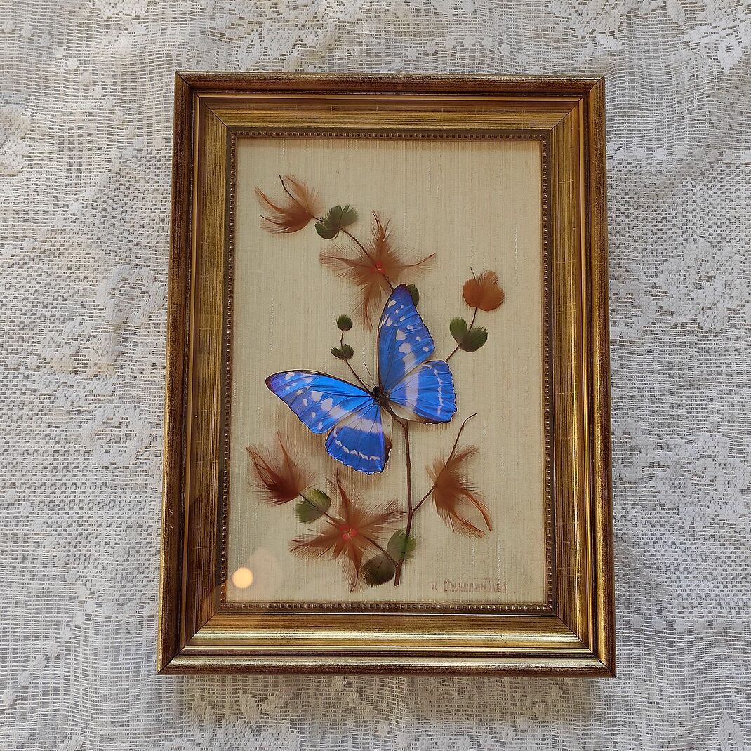 Butterfly taxidermy frame