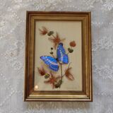 Butterfly taxidermy frame