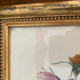 Gravure rose fin XIXeme