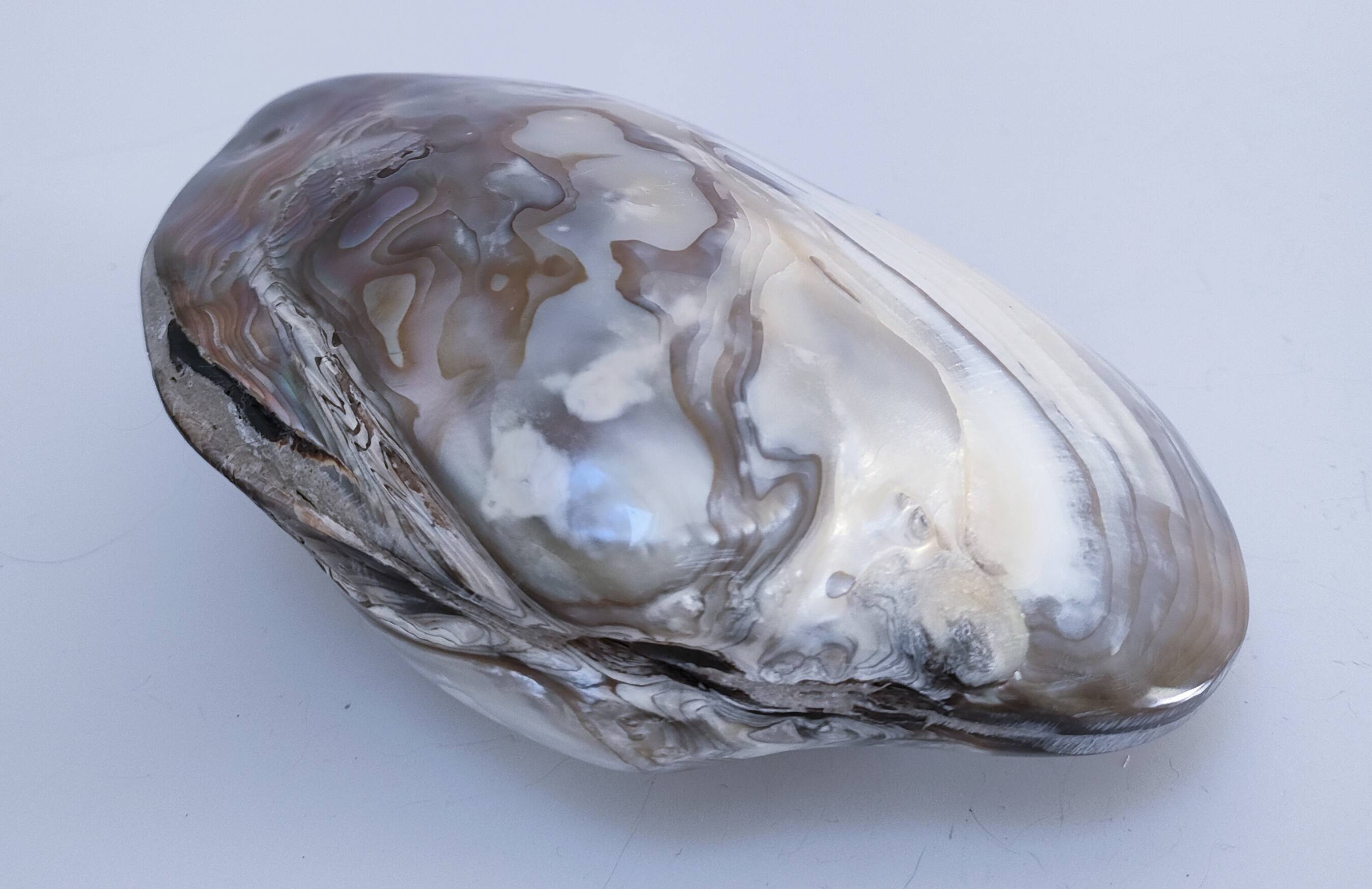 deux coquillages nacrés taille XL