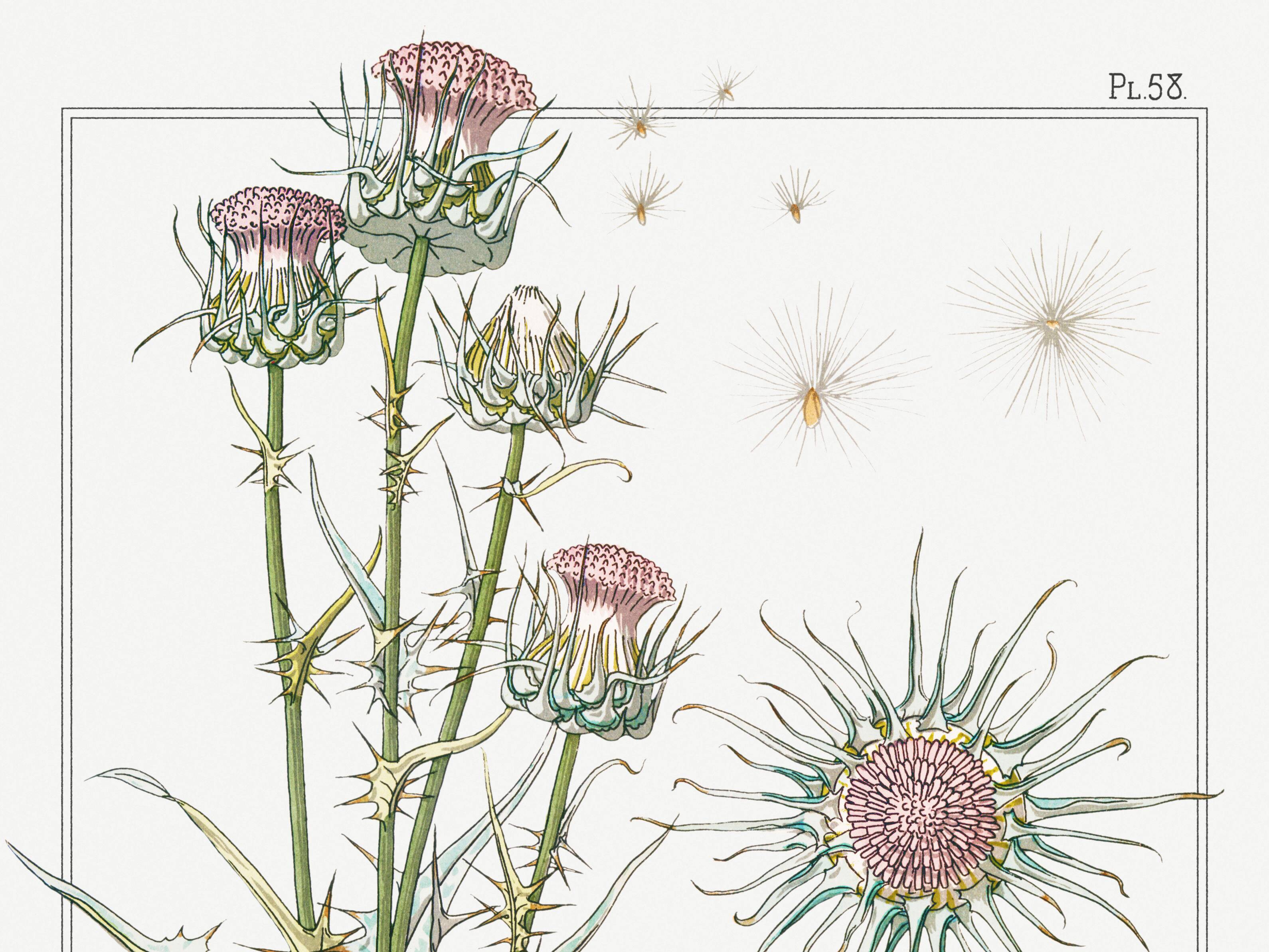 Poster “Thistle”, after an Art Nouveau lithograph from 1897