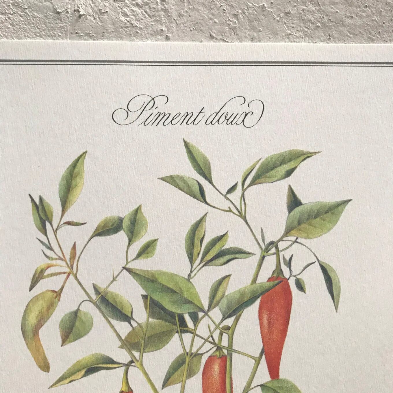 Botanical board sweet pepper