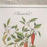 Planche botanique le piment doux