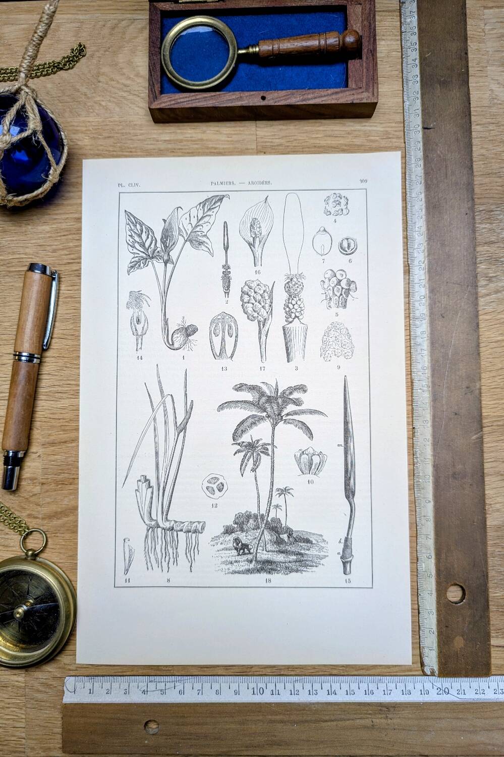 Printed in 1889, Palms and Aroideae. Old botanical plate.