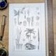 Printed in 1889, Palms and Aroideae. Old botanical plate.