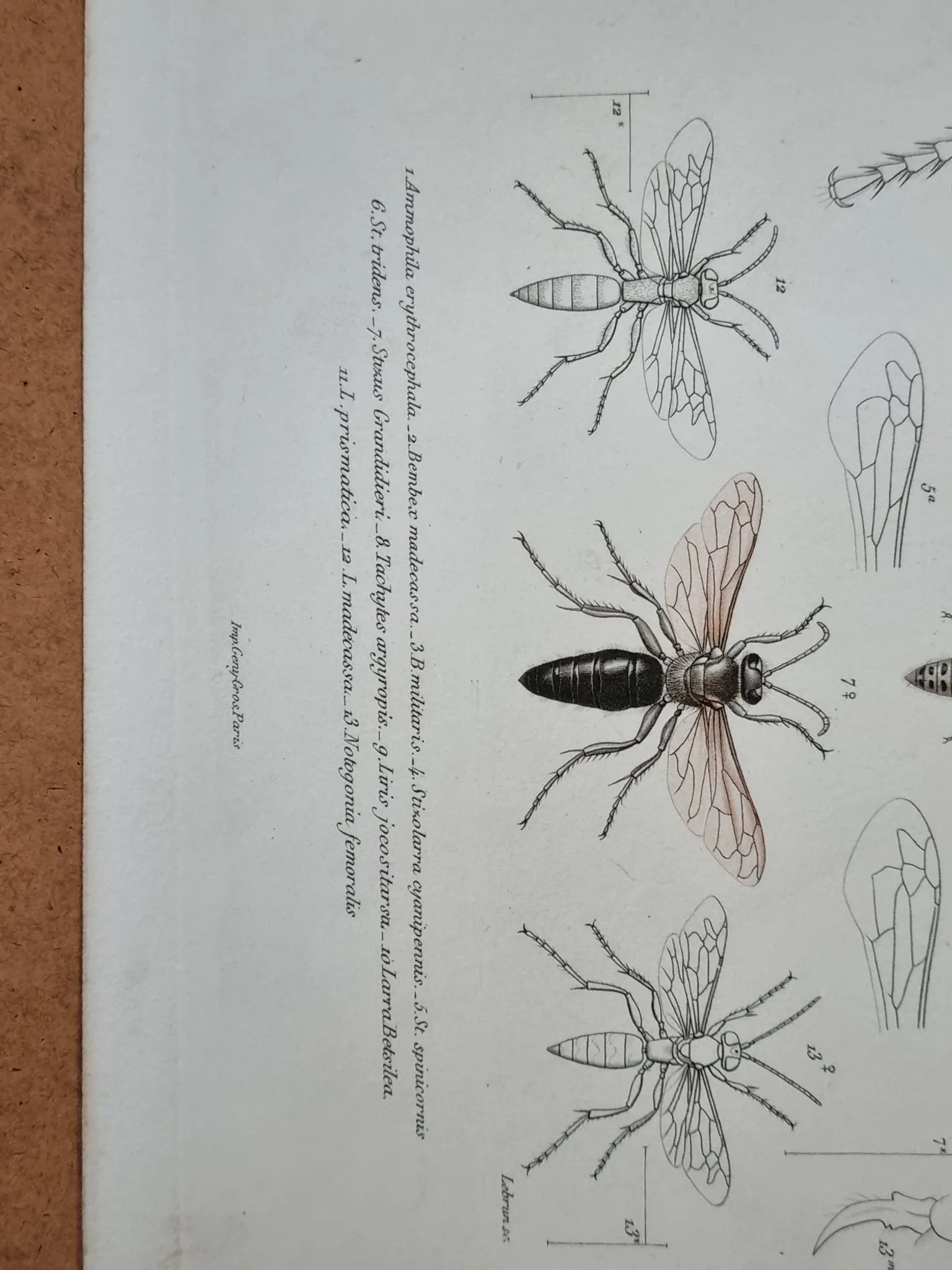 Entomological print wasps of Madagascar – Lebrun / Geny-Gros, late 19th c.
