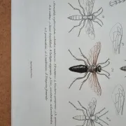Entomological print wasps of Madagascar – Lebrun / Geny-Gros, late 19th c.