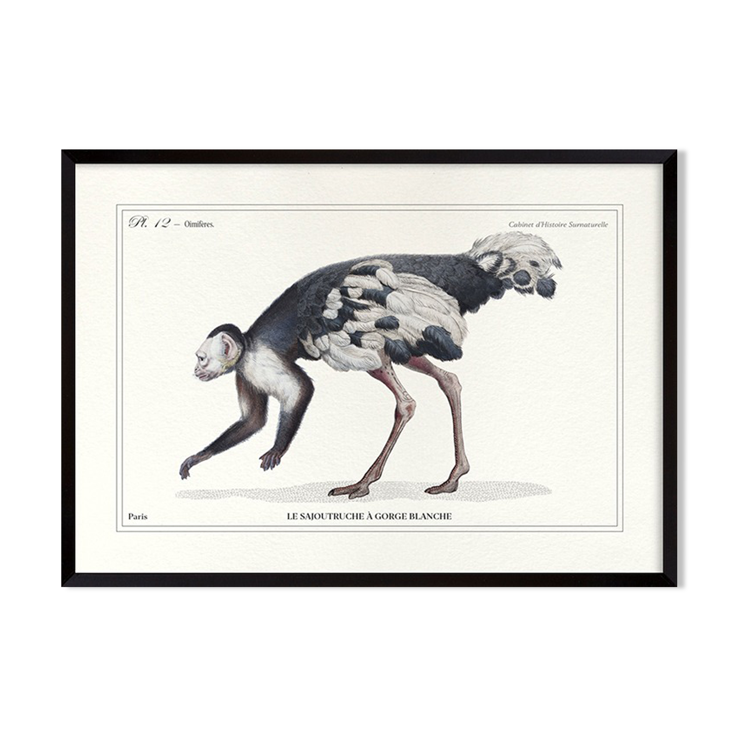 Lithograph engraving chimera animal, the saddruche