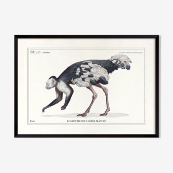 Lithographie gravure chimère animal, le sajoutruche
