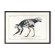 Lithograph engraving chimera animal, the saddruche