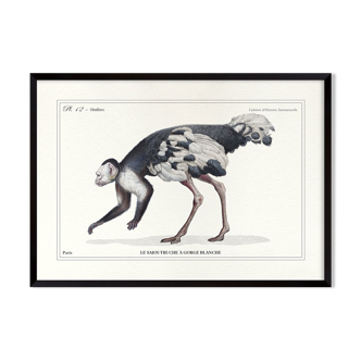 Lithograph engraving chimera animal, the saddruche
