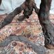 Brutalist bar stool made of vine wood