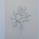 Vintage botanical print from 1978 - Baby's Breath - wild plant