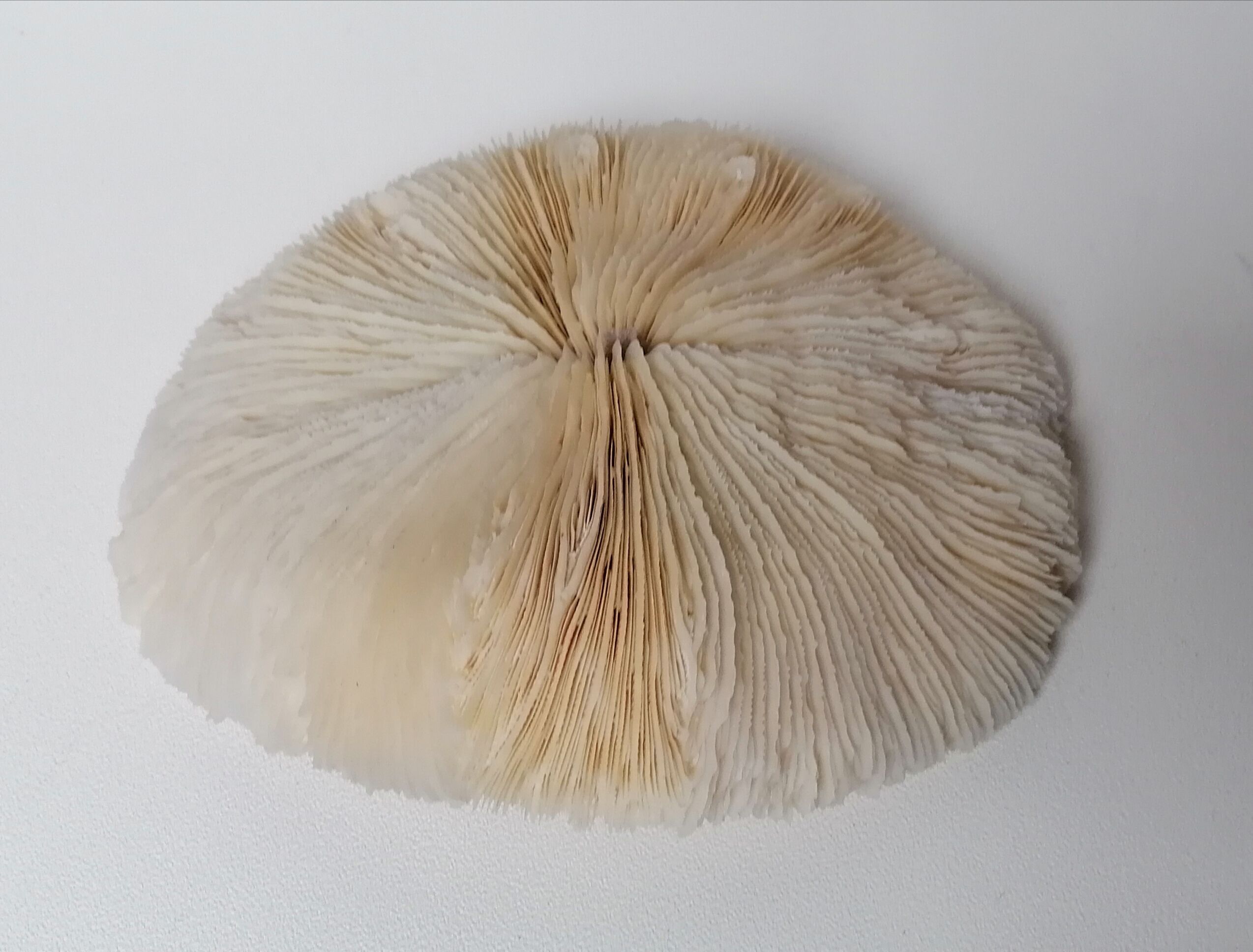 Authentic fungia coral 19 x 16 cm