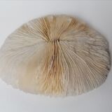 Authentic fungia coral 19 x 16 cm