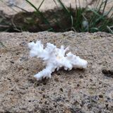 White coral branch
