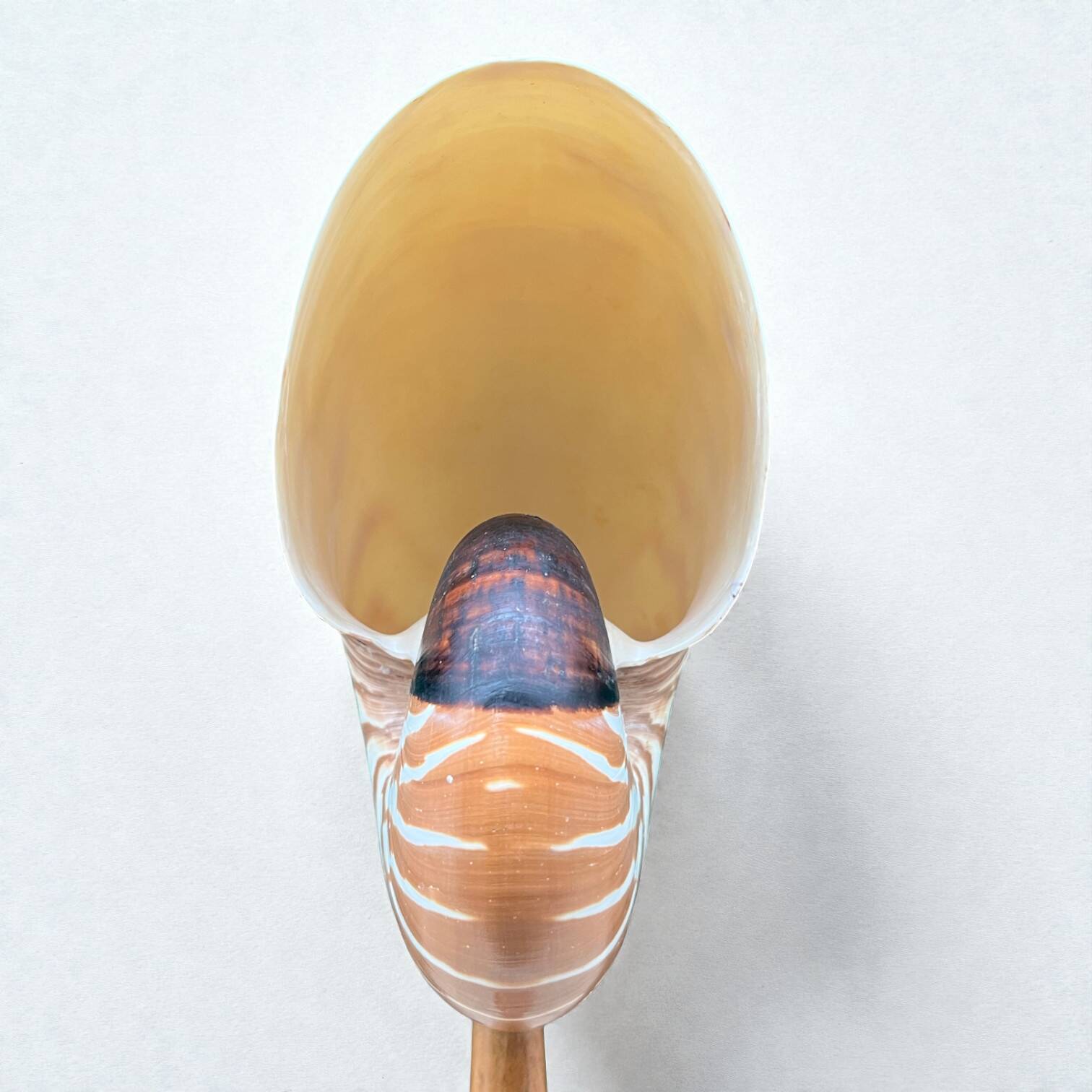 Tiger nautilus shell on a wooden stand, 19th century, Cabinet of curiosities