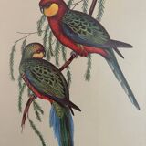 Old parrot lithograph