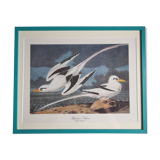 Vintage reproduction after jean-jacques audubon, ornithology, phaeton etheré