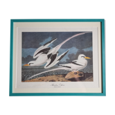 Vintage reproduction after jean-jacques audubon, ornithology, phaeton etheré