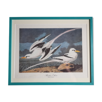 Vintage reproduction after jean-jacques audubon, ornithology, phaeton etheré