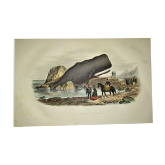 Planche zoologique originale de 1839 " le physale cylindrique "