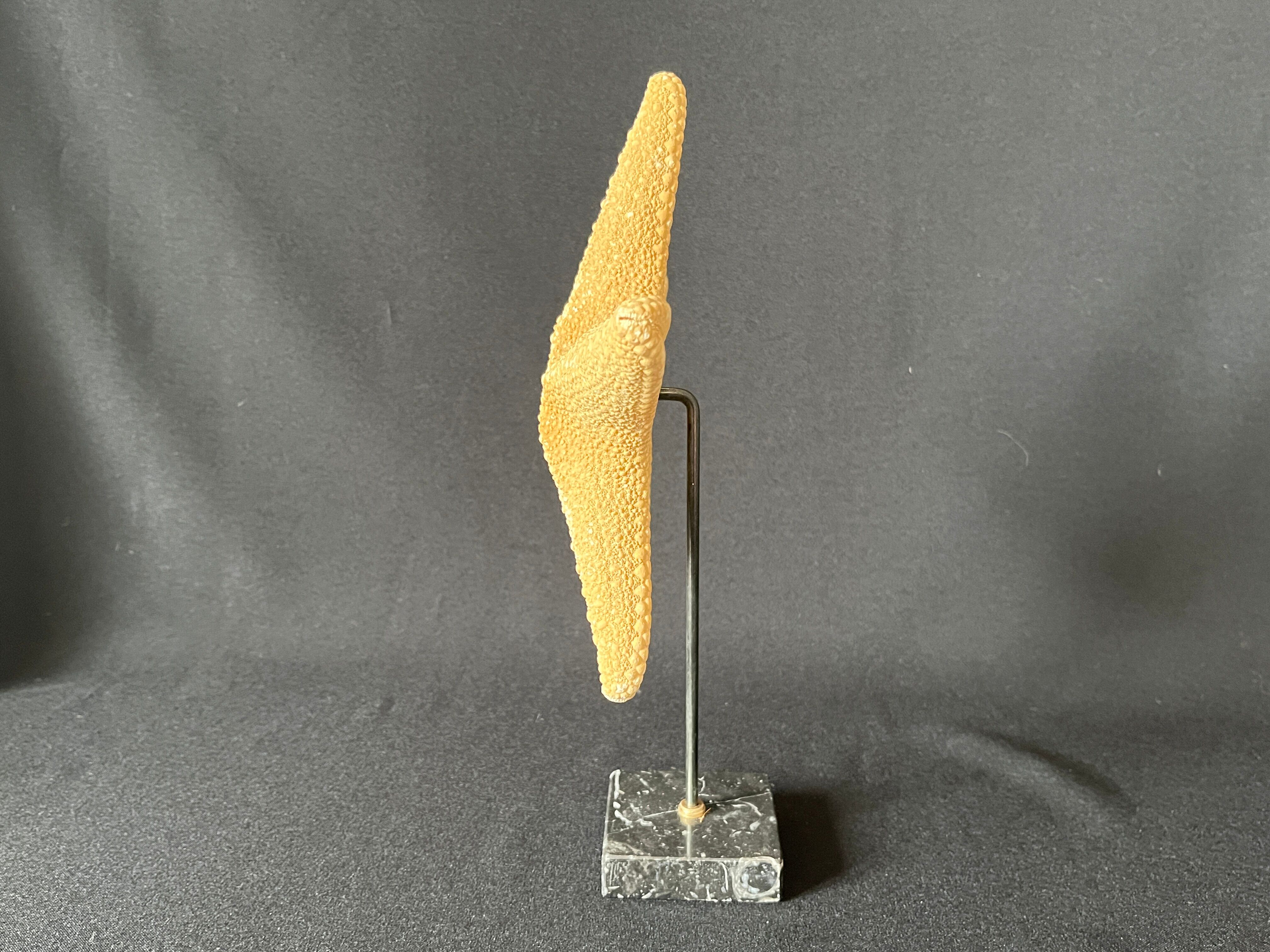 Cabinet of curiosities natural starfish on marble shell base
