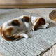 Goebel porcelain dog figurine
