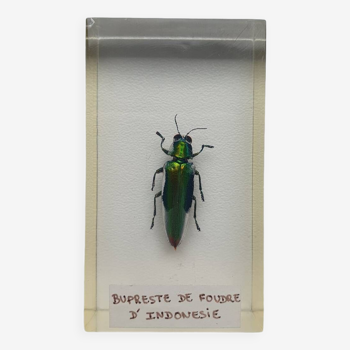 Resin inclusion insect - INDONESIAN LIGHTNING BUPREST Curiosity - No. 13