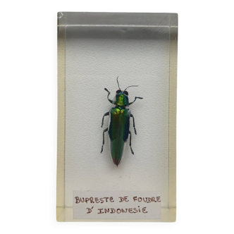 Resin inclusion insect - INDONESIAN LIGHTNING BUPREST Curiosity - No. 13