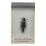 Insecte inclusion résine - BUPRESTE DE FOUDRE D'INDONESIE
Curiosité - N°13