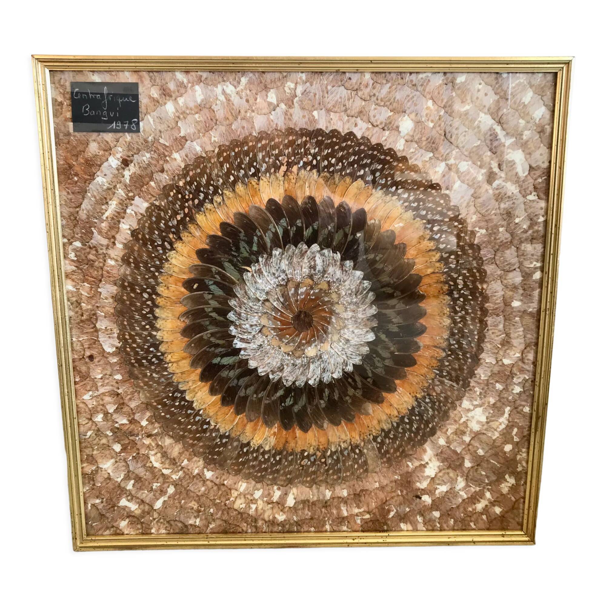 Frame under glass butterfly wings