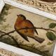 Vintage frame bird painting on a branch