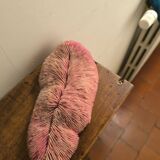 Mushroom coral