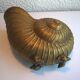 Brass nautil vase