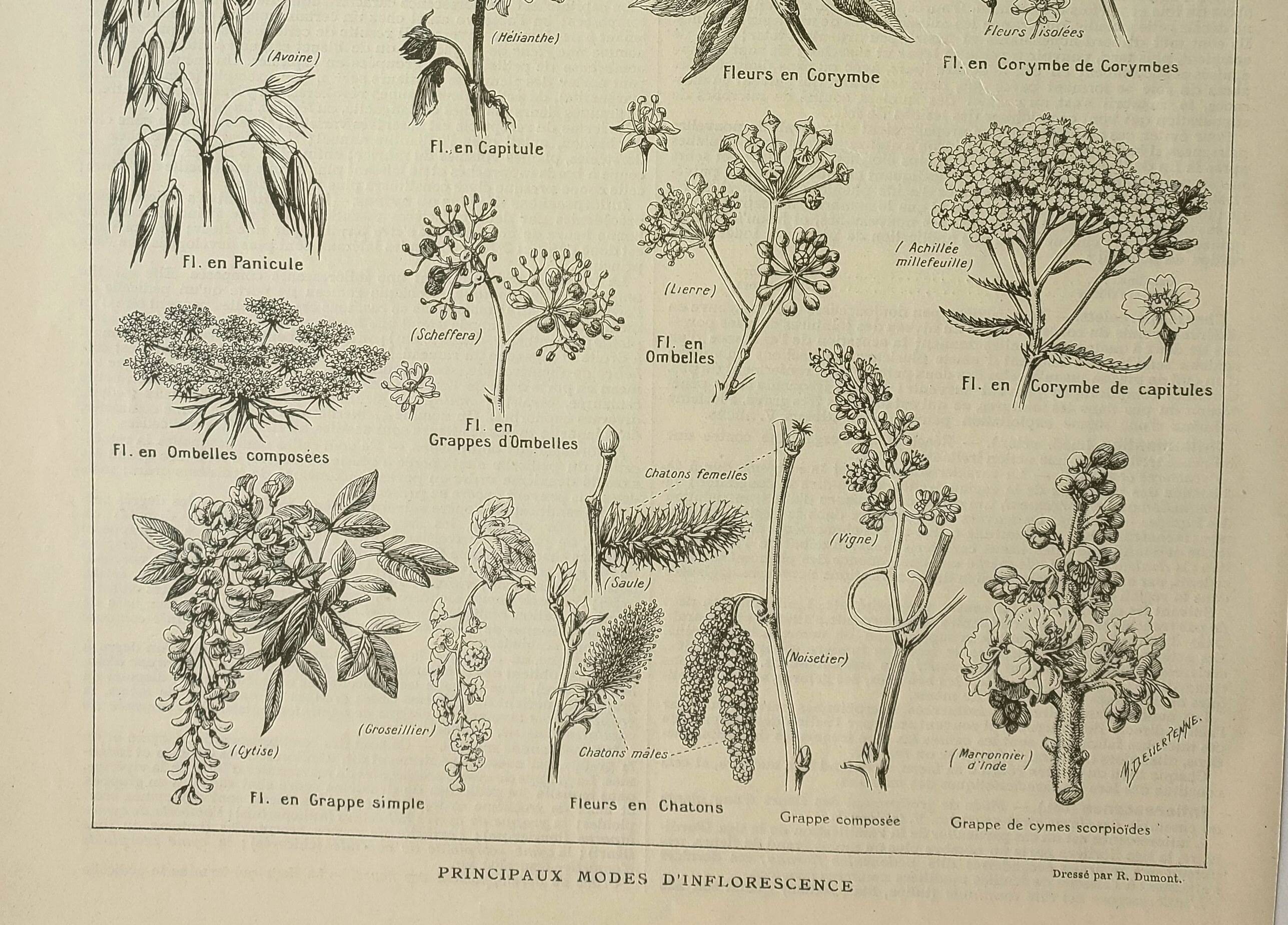 Old engraving 1922, Inflorescences, flowers, plants, flora • Lithograph, Original plate